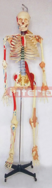 168 CM COLOURED & NUMBERED SKELETON MODEL WITH MULTIFUNCTIONAL DEMONSTRATION AND IRON STAND.